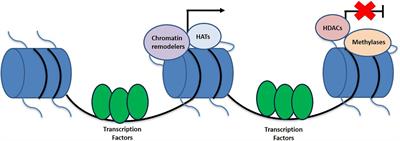 Epigenetic Modifications in Alzheimer’s Neuropathology and Therapeutics